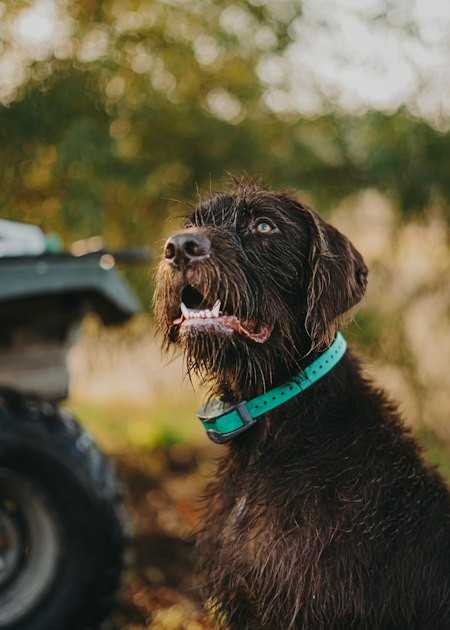 Effective Dog Training Techniques