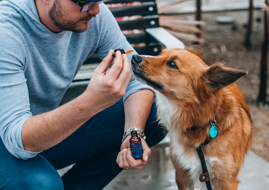 Common Dog Training Mistakes