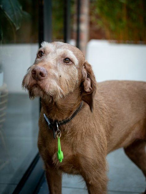 Building a Strong Bond with Your Dog