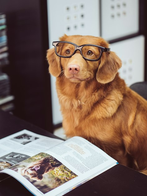 Understanding Canine Behavior